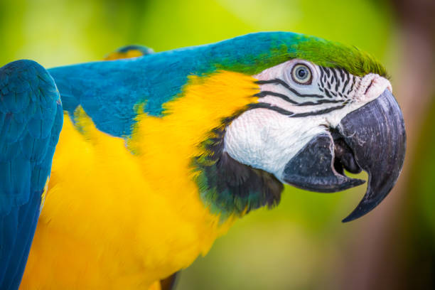 istock Yellow and blue Macaw parrot in Pantanal, Brazil 1407570874