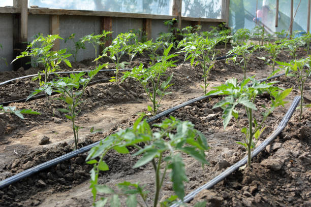 istock Greenhouse with drip irrigation when growing tomatoes 1407571082