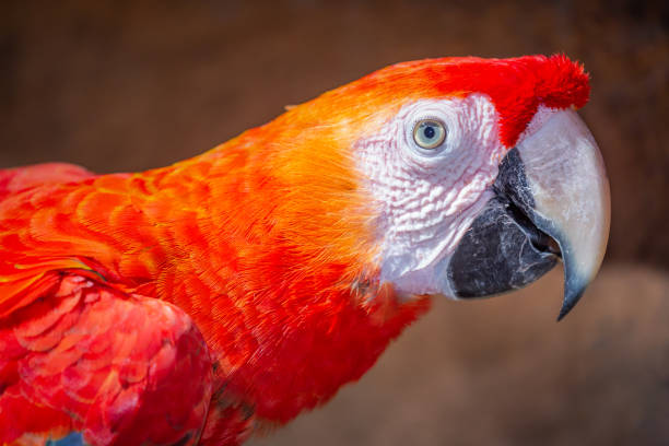 นกแก้วมาคอว์ส ีแดงสีแดงเข้มใน pantanal, บราซิล - scarlet macaw ภาพสต็อก ภาพถ่ายและรูปภาพปลอดค่าลิขสิทธิ์