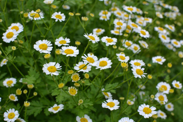istock Tanacetum parthenium blooms in nature 1407571242