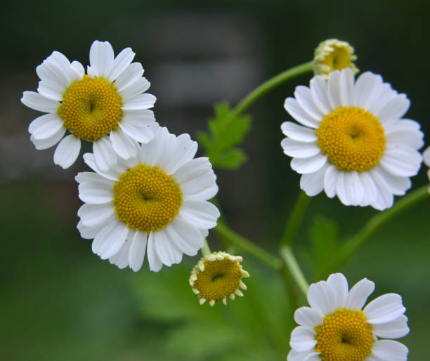 istock Tanacetum parthenium blooms in nature 1407571247