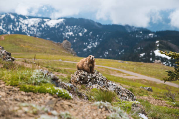 «marmot на скалах - olympic marmot стоковые фото и изображения