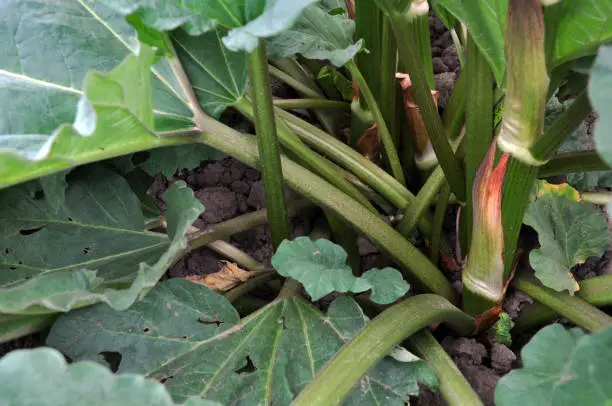 rhubarb on the farmyard with large green leaves, used for food