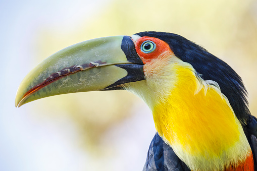 Colorful young Toucan tropical bird in Pantanal, Brazil