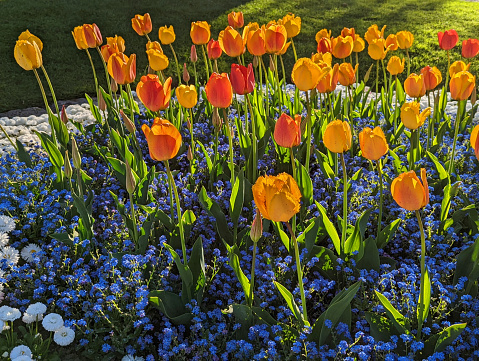 Spring flowers in a city park in Lausanne in Vaud Canton of Switzerland
