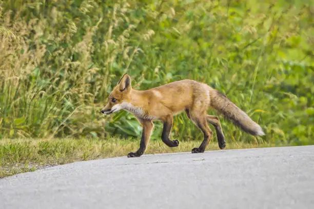 Young red fox ventures out to cross urban road at dusk