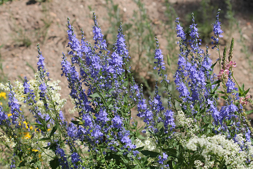 color lavender field. Natural and herbal landscape