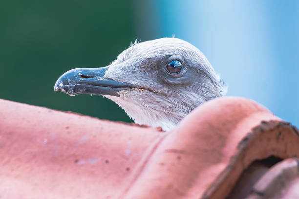 black-headed gull