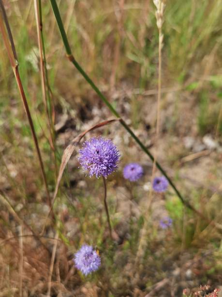 istock Flowering plants in summer in northern Germany 1407580463