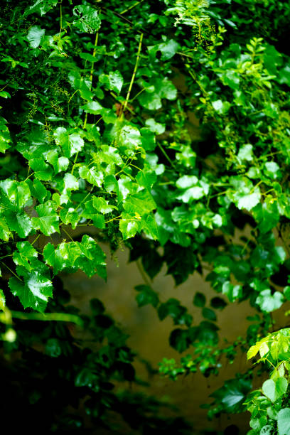 istock Southern state wetland on an evening in summer 1407581471