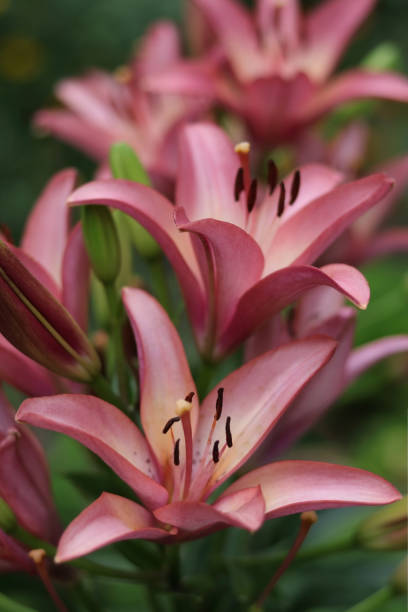 Bouquet of large Lilies. Lilium belonging to the Liliaceae. Blooming orange tender Lily flower. Pink orange Stargazer Lily flowers background. Closeup of stargazer lilies and green foliage. ramo de lirios grandes. lilium perteneciente a las liliaceae. flor de lirio tierno de color naranja floreciente. fondo de flores de stargazer lily de color naranja rosa. primer plano de lirios de observación de estrellas y follaje verde.