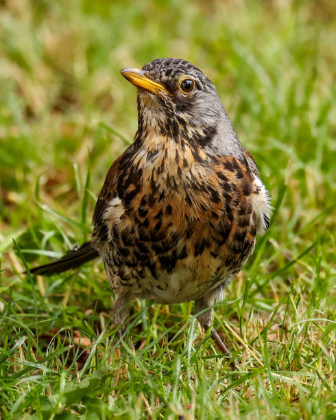istock Fieldfare in the rain 1407583938