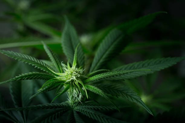 istock Pre-flowering Female Marijuana Plant 1407585887