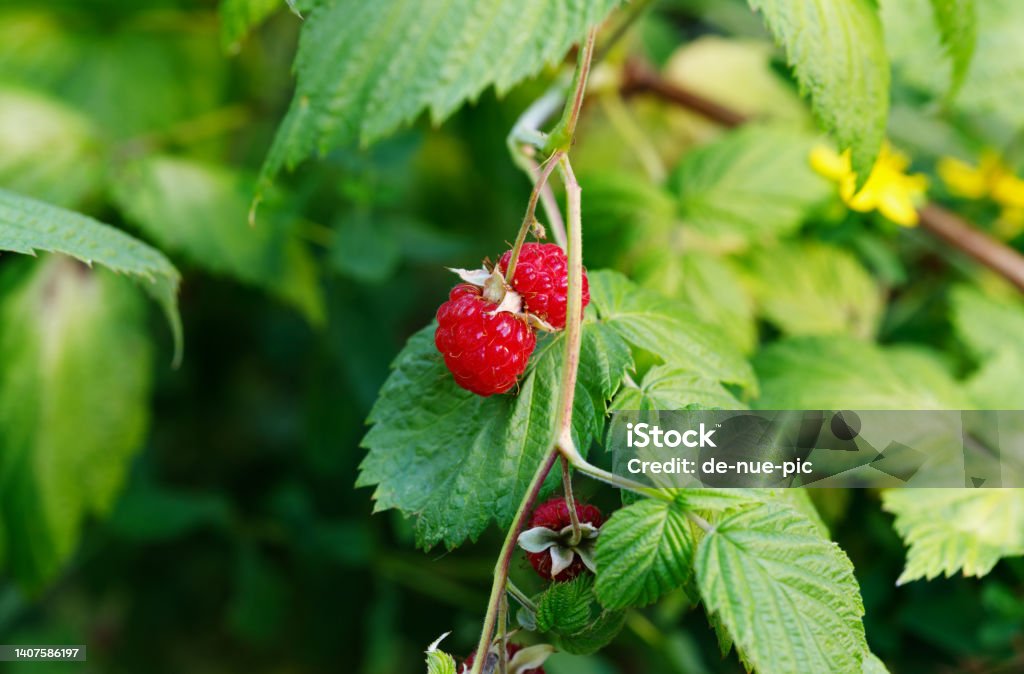 Red raspberry Red raspberry on branch in garden close up. Agriculture Stock Photo