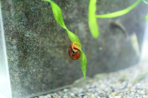 caracol para limpiar el musgo de las plantas acuáticas - cleaning fish animal snail fotografías e imágenes de stock
