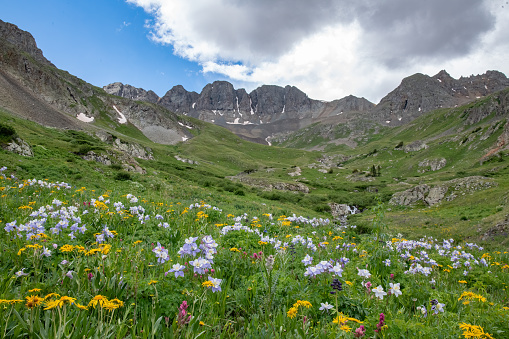 Waterfall, stream and wildflowers at American Basin in southwestern Colorado in western USA.