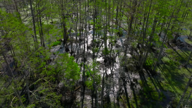 High Angle Aerial View of Trees and Swamps in Louisiana