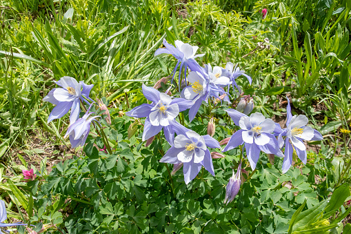 Columbine wildflowers at American Basin in southwest Colorado in western USA. State flower of Colorado.