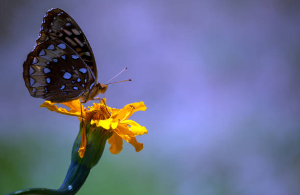 istock Great Spangled Fritilary at attention on Marigold 1407592938