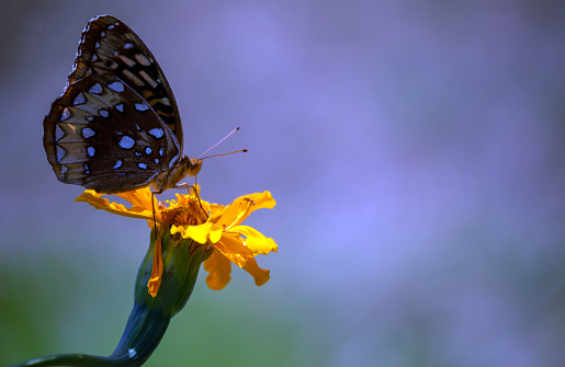 A nice photograph with plenty of defocused copy space that could be used for insect, butterfly, gardening or nature advertising.