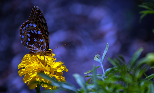 A nice photograph of the brown speckled wings of a great spangled fritiliary as it gathers pollen from a yellow marigold flower. Bokeh.