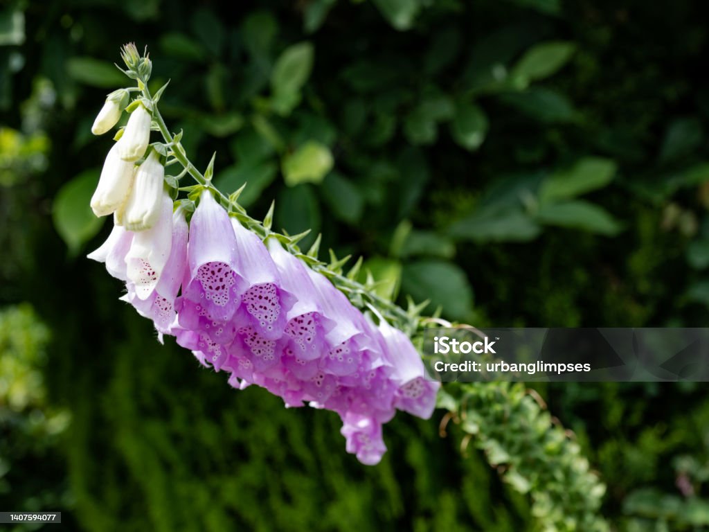 Common foxglove growing in Pacific Northwest A seriously toxic plant in its second year with deceptively beautiful funnel-shaped purple flowers and spots inside each tube. Seattle garden, early summer. Beauty In Nature Stock Photo