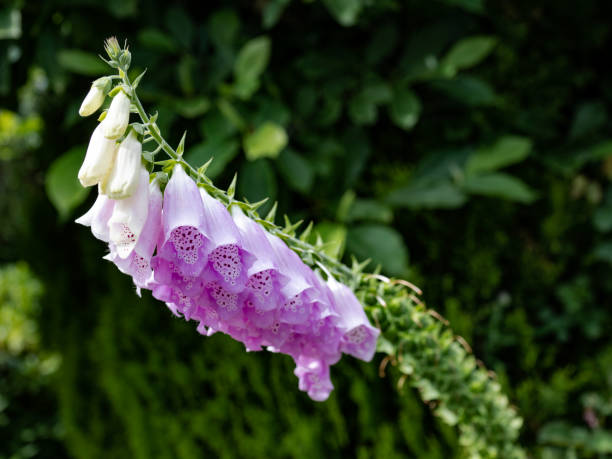 foxglove comum crescendo no noroeste do pacífico - seattle close up petal purple - fotografias e filmes do acervo