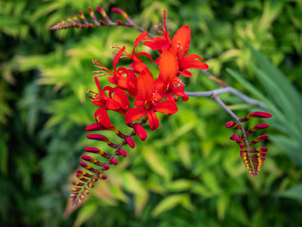 istock Crocosmia Lucifer in Washington State 1407594078