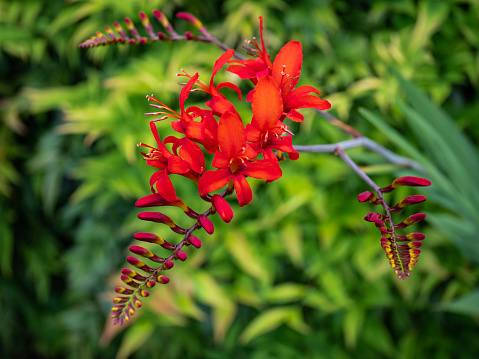 Close-up of showy flame red tubular flowers on arched wands growing in Seattle garden, early summer. Also known as Montbretia.
