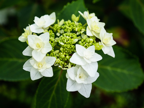 Portrait of Hydrangea macrophylla with outer rings of large double flowers surrounding centers of smaller double flowers and resembling tiny bridal bouquets.