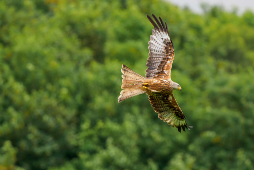 A lanner falcon (Falco biarmicus) landing with outstretched wings, South Africa