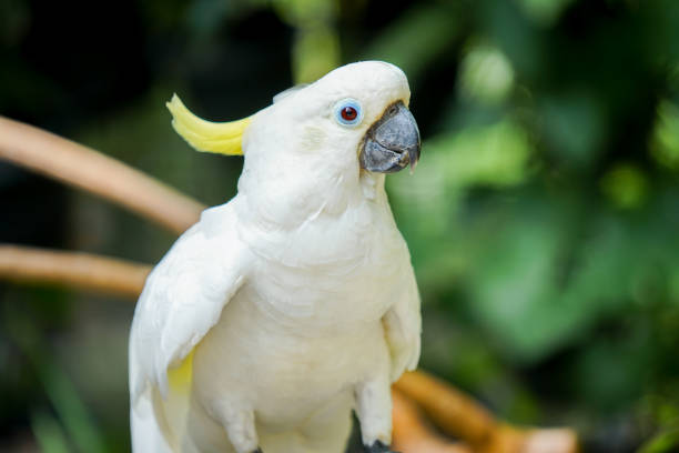 istock a yellow-crested cockatoo standing on a branch 1407597654