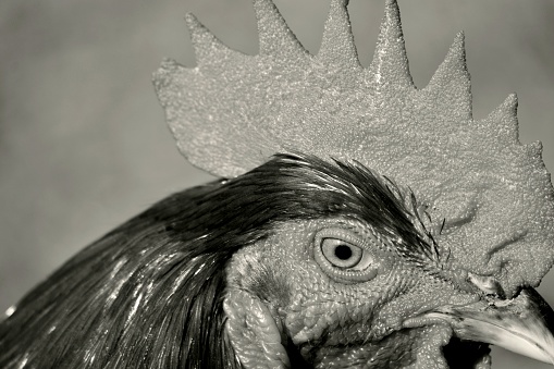 rooster portrait in black and white