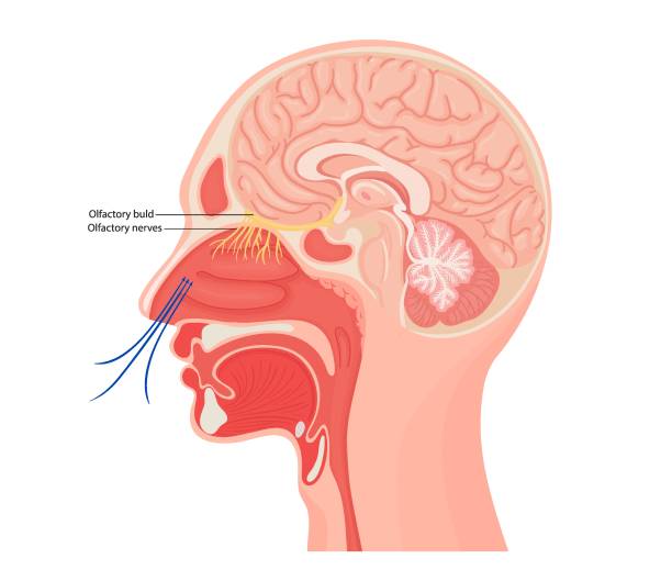 illustrazioni stock, clip art, cartoni animati e icone di tendenza di illustrazione anatomica del nervo olfattivo. illustrazione vettoriale piatta medica per la clinica o l'istruzione. - glomerulus