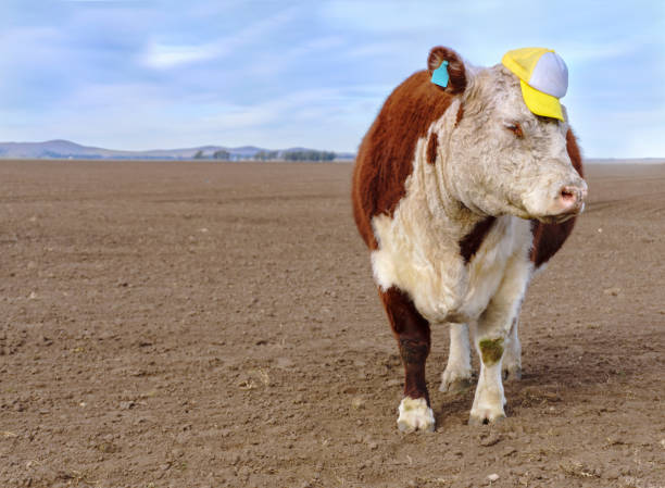 Comical image of a Polled Hereford cow in a field looking at the camera with a cap on