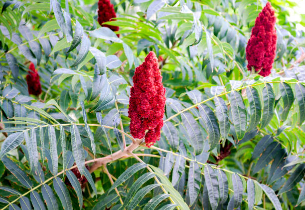 Sumac vinegar tree close-up Sumac vinegar tree close-up. Burgundy sumac flowers. sumac stock pictures, royalty-free photos & images