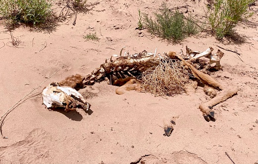 Deer bones in sand wash