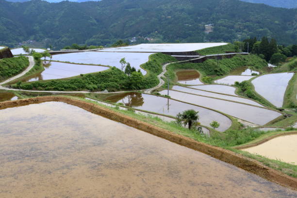 istock Takasu Rice Terrace,Fill the rice fields with water (Tosa Town, Kochi Prefecture) 1407602462