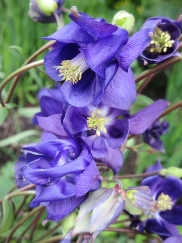 Bright Purple Violet Columbine 