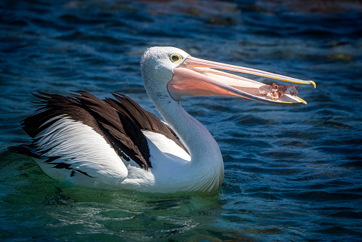 White pelican with yellow orange beak throws its head up and appears to be laughing as it stands on a wooden log.