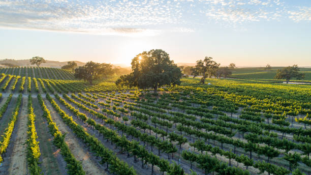 warm, golden sunset in vineyard with rolling hills. sun rays bursting through oak trees cast long shadows - vineyard in a row crop california imagens e fotografias de stock