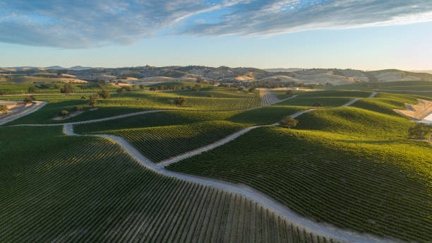 Large vineyard over rolling hills of Paso Robles, California shot from drone point of view with warm sunset and contrasting shadows. stock photo