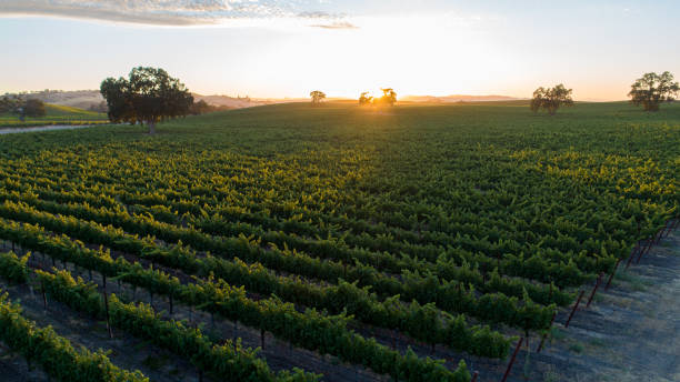 istock Warm, golden sunset in vineyard with rolling hills. Sun rays bursting through oak trees cast long shadows 1407606398
