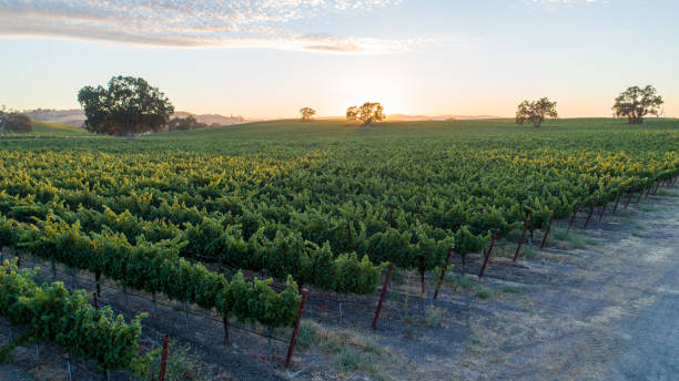 istock Warm, golden sunset in vineyard with rolling hills. Sun rays bursting through oak trees cast long shadows 1407606400