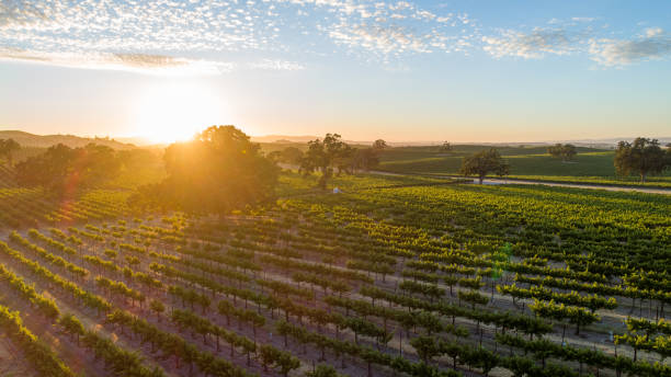 Warm, golden sunset in vineyard with rolling hills. Sun rays bursting through oak trees cast long shadows. Lens flare from sun beams stock photo