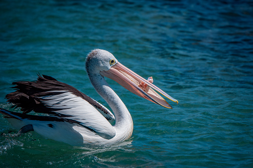 Pelikan in light from left