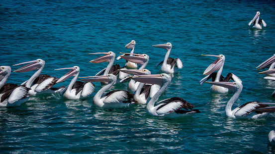 Australian pelican (Pelecanus conspicillatus) roosting on driftwood
