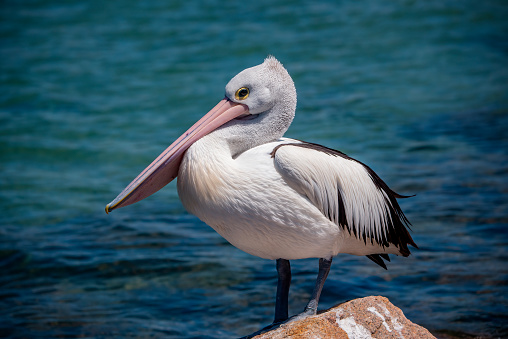 Pelican swimming in the water eating food scraps in the Gippsland Lakes