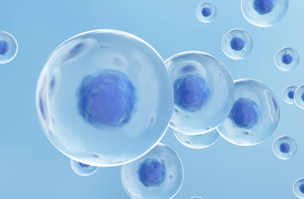 embrionalna komórka macierzysta - mitoza zdjęcia i obrazy z banku zdjęć