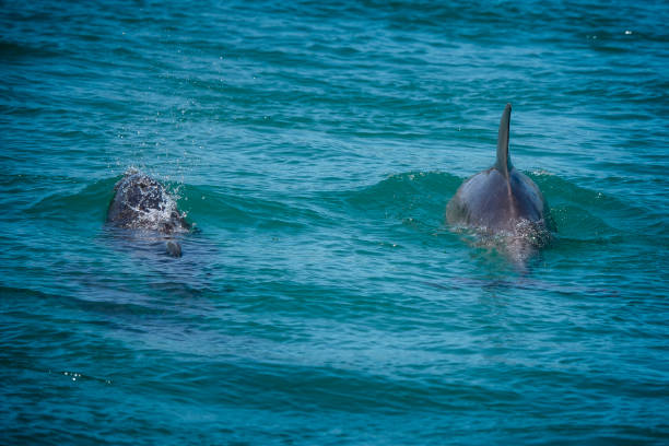 istock Burrunan Dolphins in the wild 1407608449